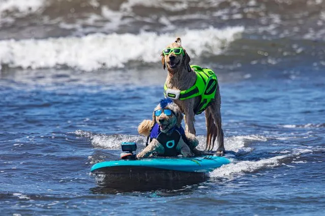 Surfing dogs Derby (L) and Teddy compete at the 16th Annual Surf Dog Surf-A-Thon at Del Mar Dog Beach on September 12, 2021 in Del Mar, California. (Photo by Daniel Knighton/Getty Images)