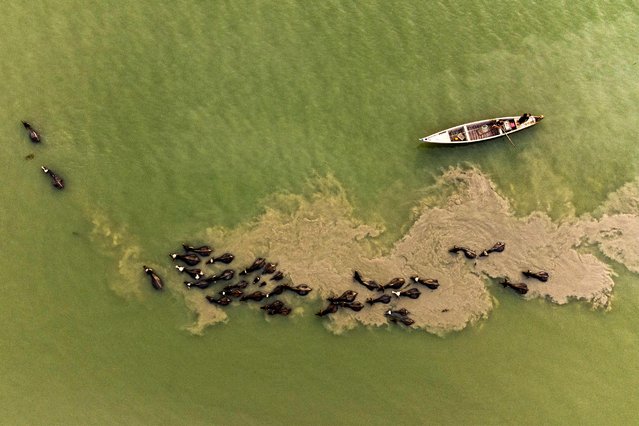This picture taken on April 13, 2022 shows an aerial view of a herd of buffaloes swimming together past a fishing boat in the Shatt al-Arab waterway north of Iraq's southern city of Basra. (Photo by Hussein Faleh/AFP Photo)