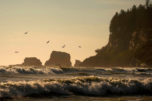 Pelicans fly near the shore as waves from the Pacific Ocean roll in Tuesday, May 14, 2024, on the Quinault reservation in Taholah, Wash. Facing increased flooding from a rising Pacific, the tribe has been working for over a decade to relocate Taholah, their largest village, to a new site on higher ground. (Photo by Lindsey Wasson/AP Photo)