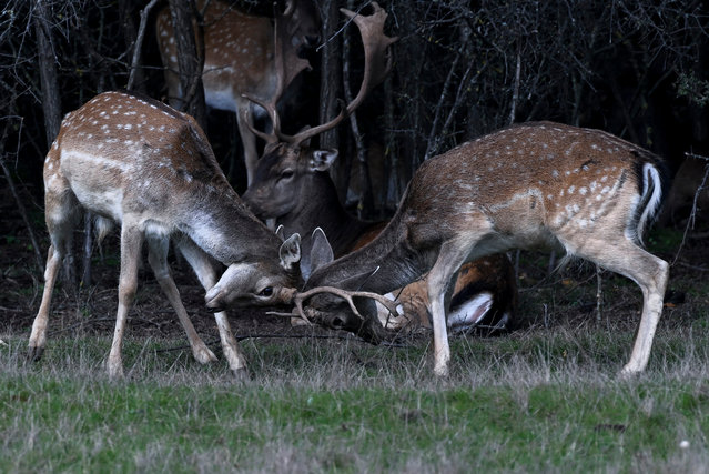 Young stags clash antlers in a field near the town of Lipjan, Kosovo, on September 30, 2024. (Photo by Armend Nimani/AFP Photo)