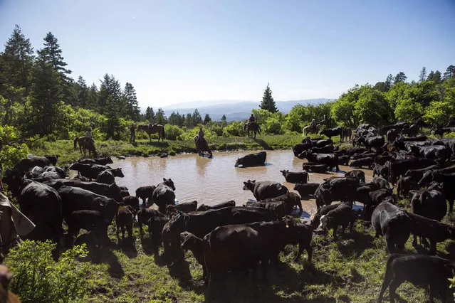Cattle cool down and drink water at a man-made reservoir in the mountains near Ignacio, Colorado June 11, 2014. (Photo by Lucas Jackson/Reuters)