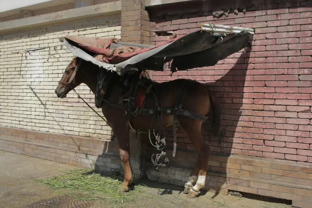 A horse stands under the shade of a makeshift roof made by its owner in Cairo, Egypt, Thursday, August 13, 2015. A blistering heat wave that has smothered large swaths of Egypt in recent weeks killed more than 60, its state news agency said Wednesday. (Photo by Amr Nabil/AP Photo)