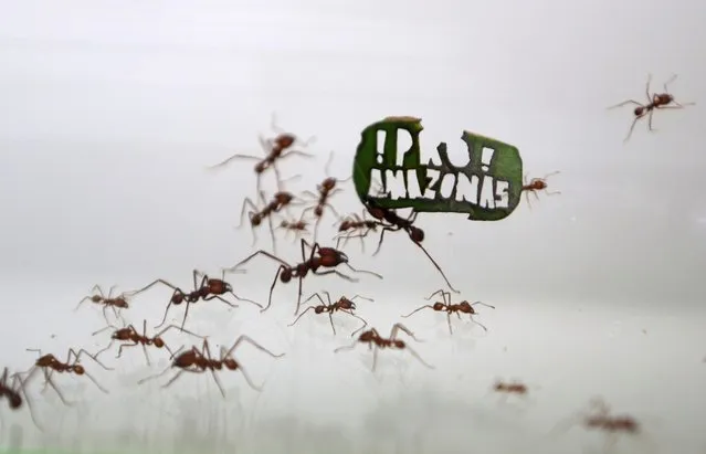 Ants carry a leaf with a slogan reading “!Pro! Amazon” at the zoo in Cologne, Germany August 18, 2015. (Photo by Ina Fassbender/Reuters)