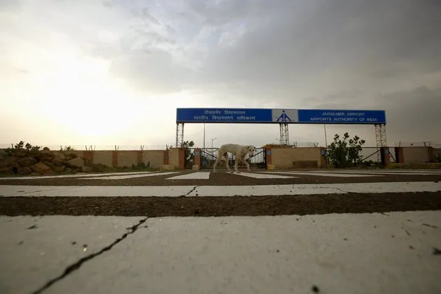 A dog walks past the main entrance of the Jaisalmer Airport in desert state of Rajasthan, India, August 13, 2015. (Photo by Anindito Mukherjee/Reuters)