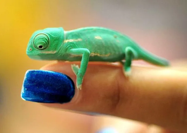 A one month old Turquoise colored Green Veiled Chameleon perches on a finger in the Cardin's Chameleons boothat Repticon 2014 Sunday, August 3, 2014 in Jacksonville, Fla. The vendor specializes in captive bred and born Veiled Chameleons and this particular specimen cost $40.00. (Photo by Bob Self/AP Photo/The Florida Times-Union)