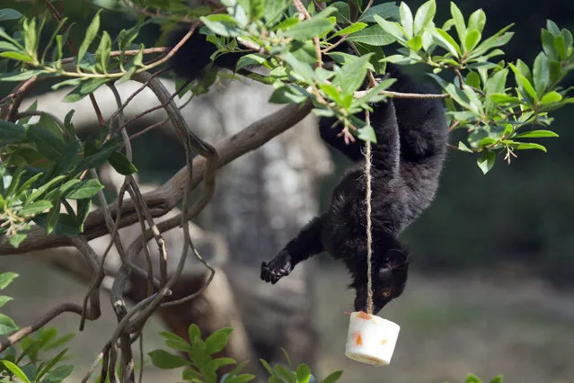 A black lemur licks a block of frozen yogurt and fruit to refresh itself in Rome's Bioparco zoo, Wednesday, July, 13, 2016. (Photo by Andrew Medichini/AP Photo)