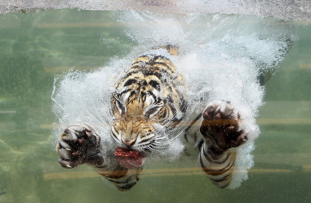 A Bengal Tiger named Akasha dives into the water after a piece of meat at Six Flags Discovery Kingdom on June 20, 2012 in Vallejo, California. On the first day of summer, temperatures in the San Francisco Bay Area ranged from the mid seventies by the coast to mid nineties inland. (Photo by Justin Sullivan)