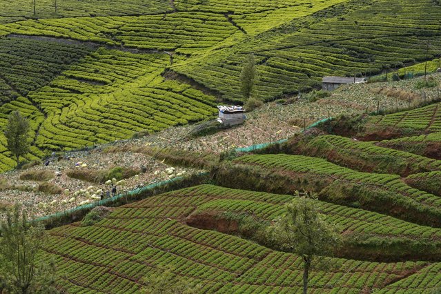 Workers harvest cabbage from a strip of land surrounded by large tea estates in Nilgiris district, India, Wednesday, September 25, 2024. (Photo by Aijaz Rahi/AP Photo)