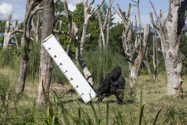 “Kumbuka”, a Silverback Western Lowland Gorilla, is measured at 7ft during the annual weight-in ZSL London Zoo on August 21, 2014 in London, England. The height and mass of every animal in the zoo, of which there are over 16,000, is recorded and submitted to the Zoological Information Management System. This is combined with animal measurement data collected from over 800 zoos and aquariums in almost 80 countries, from which zoologists can compare information on thousands of endangered species. (Photo by Oli Scarff/Getty Images)