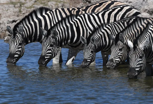 Zebras drink water in the Etosha National Park in Namibia on August 15, 2022. (Photo by Xinhua News Agency/Rex Features/Shutterstock)