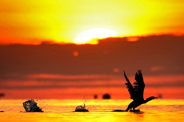 A cormorant gets a running start to take off from the calm waters of Northeast Harbor, Maine, at sunrise Monday, October 21, 2024. (Photo by Robert F. Bukaty/AP Photo)