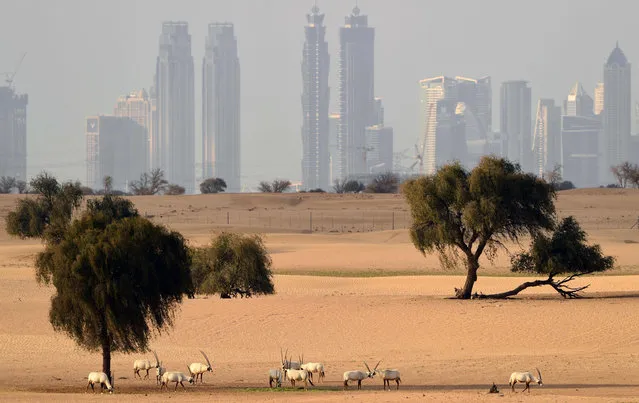 Arabian Oryx are pictured in the desert backdropped by a view of the city of Dubai in the United Arab Emirates on March 25, 2020. (Photo by Karim Sahib/AFP Photo)