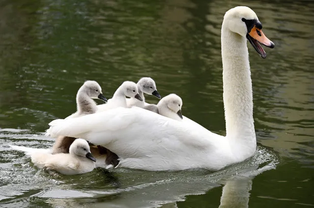 A picture taken on May 22, 2020 shows a swan swimming with cygnets on the Ill River in Strasbourg, eastern France. (Photo by Frederick Florin/AFP Photo)