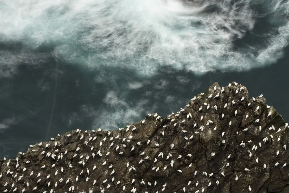 Colony of Gannets Diving for Fish off Coast of Shetland Isles