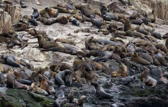 Sea lions rest at the Palomino island in  Callao, Peru, September 12, 2015. (Photo by Mariana Bazo/Reuters)