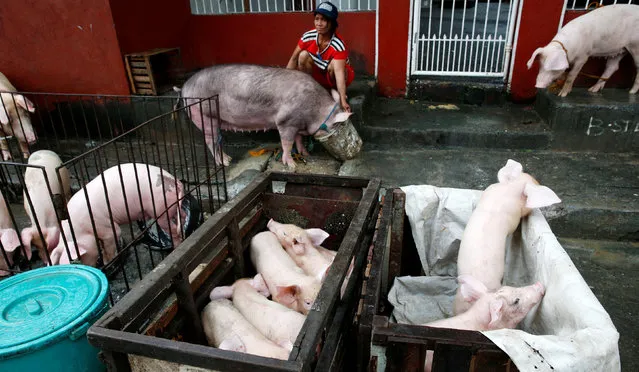 A woman feeds her pig next to other hogs after they were evacuated due to flooding brought by monsoon rains in San Mateo, Rizal, Philippines, August 14, 2016. (Photo by Erik De Castro/Reuters)