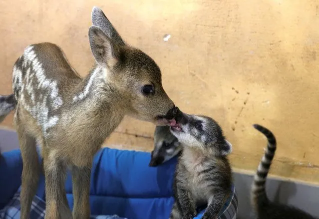 A roe deer cub licks a coati at a local park of miniatures in Bakhchisaray, Crimea on June 10, 2020. The newborn roe deer, named Silver Hoof, was found and then brought to the park, where it was adopted by Roza the goat and now neighbours with coatis. (Photo by Alexey Pavlishak/Reuters)