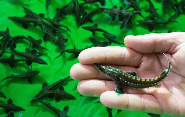 A young Baltic sturgeon is pictured in the hand of a fisherman in the NABU-Nature Experience Centre in Blumberg mill in Brandeburg, Germany, 29 September 2014. Future Baltic parent sturgeons have been growing in the ponds of the aquaculture Blumberg mill since the end of 2013. (Photo by Patrick Pleul/EPA)