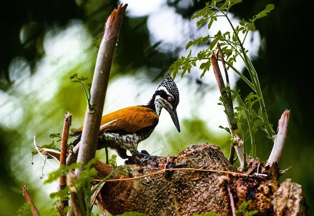 A female greater flameback woodpecker bird sits on a decaying moringa (Moringa oleifera) tree to eat insects at Tehatta, West Bengal, India on October 16, 2022. The greater flameback (Chrysocolaptes guttacristatus) also known as greater goldenback woodpecker or Malherbe's golden-backed woodpecker is a large-billed (33 cm) woodpecker species found in wet tropical and subtropical forests across South and Southeast Asia. (Photo by Soumyabrata Roy/NurPhoto via Getty Images)