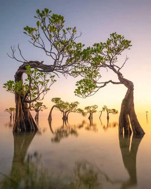 Mangroves & Landscape – Winner. Walakiri Dancing Trees by Loïc Dupuis, Indonesia. The sun rises along the peaceful beaches of East Sumba in Indonesia. “I wanted to capture the beauty and fragility of this unique wonder. We need to protect and visit places like this with great care, so future generations can also enjoy them”. (Photo by Loïc Dupuis/Mangrove Photographer of the Year)