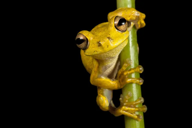 Hispaniola Yellow Treefrog, Osteopilus pulchrilineatus, an endangered species in the Massif de la Hotte. (Photo by Robin Moore)