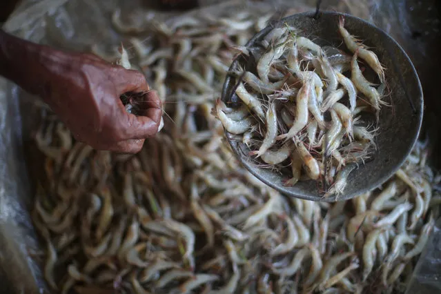 Bangladeshi trader Kuillah Miah, 60, weighs shrimp at a stall in Palong Khali refugee camp near Cox's Bazar, Bangladesh, November 4, 2017. “I started my trading here two days ago, I just sell shrimp and it is 100 taka for 250g”, Miah said. “Yesterday I sold all my shrimp in a short time and today it will also all sell quickly”. The price of shrimp in Palong Khali refugee camp is 100 taka per 250g. The price in Palong Khali Bazar is 80 taka per 250g. (Photo by Hannah McKay/Reuters)