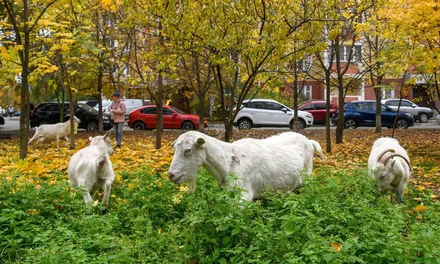 Goats graze among residential blocks in one of the sleeping areas of Kyiv, Ukraine on October 27, 2022 (Photo by Maxym Marusenko/NurPhoto via Getty Images)