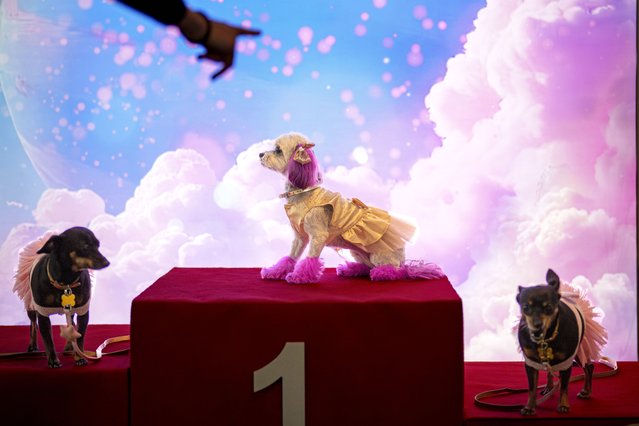 Dogs stand on a winner's stage at the Pet Expo 2025 in Bucharest, Romania, Saturday, March 22, 2025. (Photo by Andreea Alexandru/AP Photo)