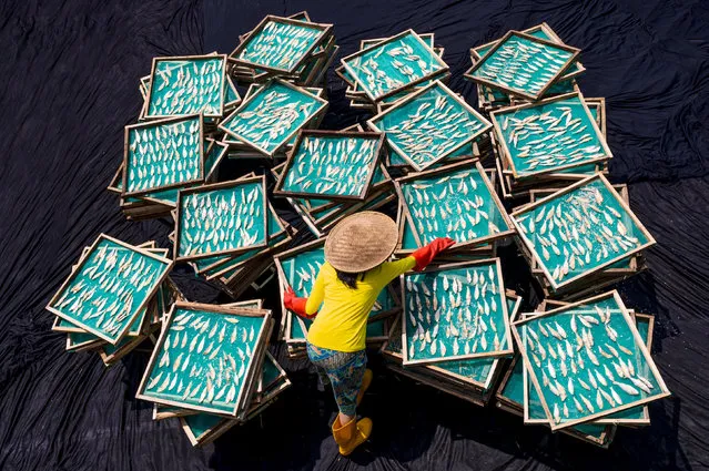 A worker dries sardines on brightly coloured trays before salting them in Bogor, West Java in the first decade of November 2022. (Photo by Lisdiyanto Suhardjo/Solent News & Photo Agency)