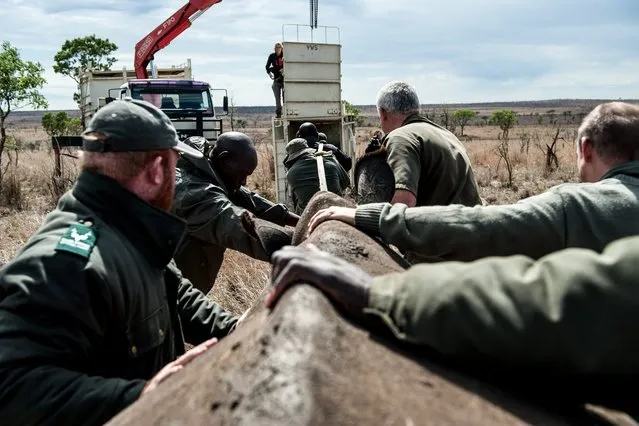 Members of the Kruger National Park Veterinary Wildlife Services in South Africa guide a sedated white rhino toward a loading truck in the Kruger National Park on October 17, 2014. (Photo by Stefan Heunis/AFP Photo)