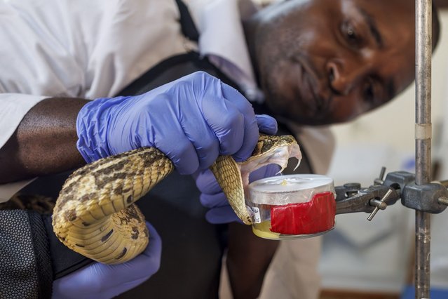 Head herpetologist, Geofrey Maranga, handles an African puff adder during an extraction of it's venom to be used in research for the local production of antivenom at the Kenya Snakebite Research and Intervention Centre within the Institute of Primate Research (KIPRE) in Nairobi on March 7, 2025. The World Health Organization (WHO) categorized snakebite envenomation into the Category A of the Neglected Tropical Diseases due to high morbidity and mortality. Africa is amongst other regions that have low to non-availability of antivenom therapies. The Kenya Snakebite Research and Intervention Centre within the Institute of Primate Research (KIPRE) is in a race to research and develop antivenom locally, a first for Kenya and Eastern Africa, that have been over-reliant on imported antivenom from mainly Mexico and India despite wide-spread inefficacy as treatments in one region often do not effectively treat snake bites in another region. (Photo by Tony Karumba/AFP Photo)