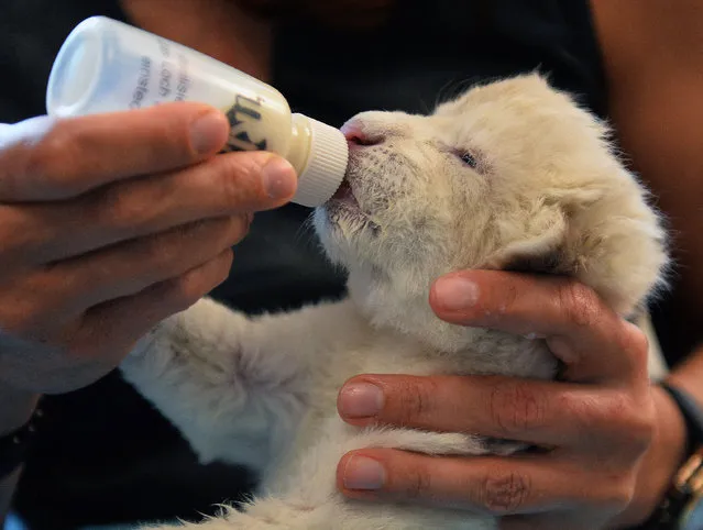 One of two new born white lion cubs is fed at the home of Andrzej Pabich, owner of the private zoo in Boryszew, central Poland on October 21, 2014. The two lion cubs who were abandoned at birth on October 18th by their mother white lion Azira, are nurseing by owner's wife Anna. (Photo by Janek Skarzynski/AFP Photo)