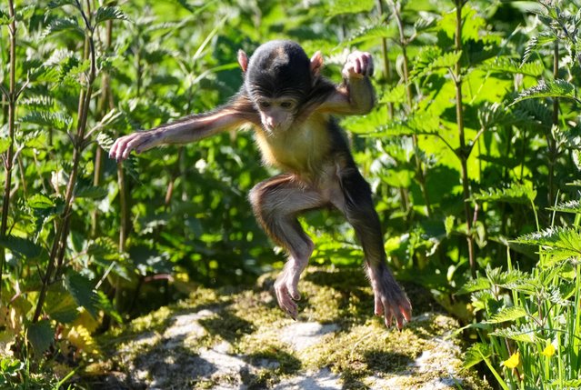 Iona the baby Barbary macaque one of two arrivals for the macaque troop at Blair Drummond Safari Park, Stirling, UK on Friday, May 16, 2025. Isaac, a male, was born on the April 9 to mum Marie Teresa, and Iona, a female was born to mum Wuwu on April 20. (Photo by Andrew Milligan/PA Wire)