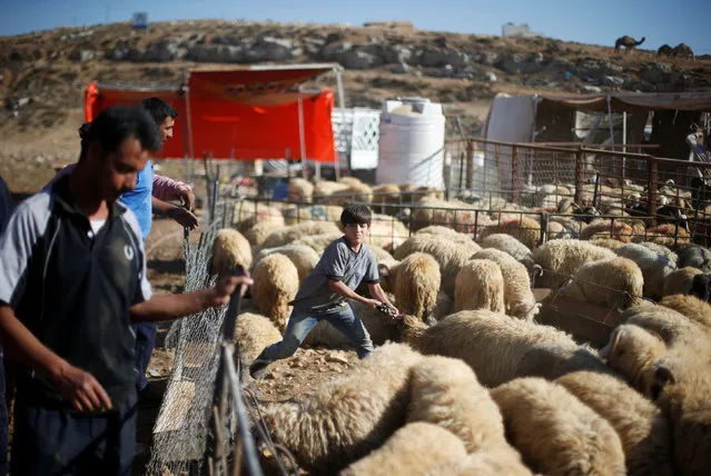 A boy displays a sheep to the customers at a livestock, ahead of the Eid al-Adha festival, in Amman, Jordan September 11, 2016. (Photo by Muhammad Hamed/Reuters)
