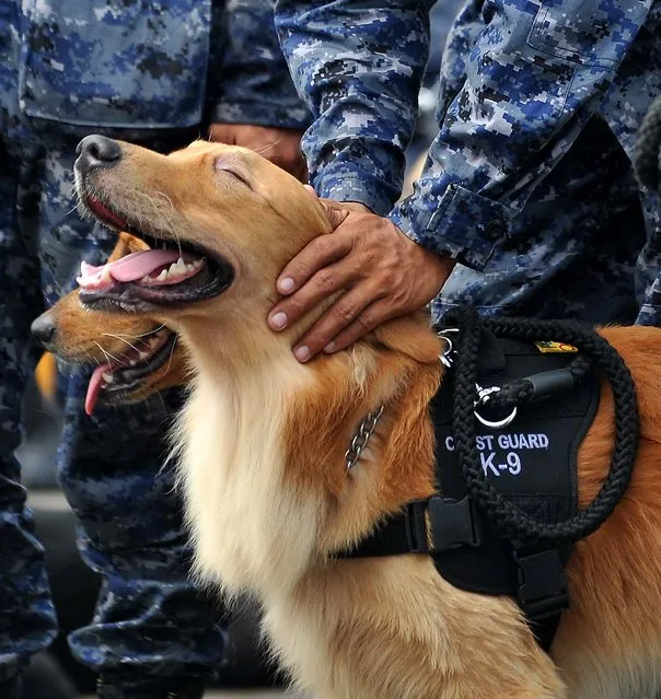 A member of the Philippine coastguard K-9 unit strokes his dog as they march during a testimonial parade ceremony for outgoing President Gloria Arroyo in Manila.   (Photo by Noel Celis/AFP Photo)