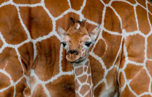 A 22-day-old giraffe calf named Zafira is seen next to her mother Ileana at the La Ponderosa Adventure Park in Guanacaste, Costa Rica, on August 22, 2020, amid the COVID-19 novel coronavirus pandemic. The 100-hectare park, with more than 300 animals of thirteen different species, mainly of African origin, is attracting local and international visitors now that sanitary measures against the spread of COVID-19 are easing. (Photo by Ezequiel Becerra/AFP Photo)