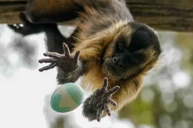 A monkey reaches out to catch an Easter egg filled with treats, tossed by a zookeeper at the Buin Zoo in Santiago, Chile, March 31, 2024. (Photo by Esteban Felix/AP Photo)