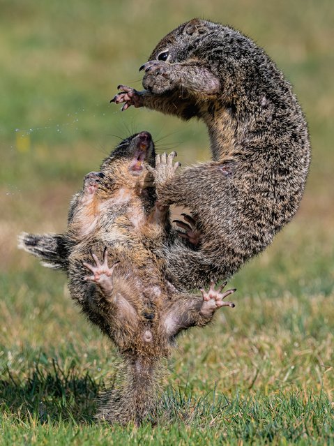 Squirrels scrap at Shoreline Lake in Mountain View, California in the first decade of June 2025. (Photo by Neely Dunlap/Solent News & Photo Agency)