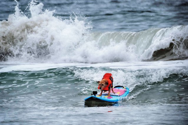 Eleven-year-old terrier Carson catches a wave during the annual Incredible Dog Challenge western regional surfing competition in Huntington Beach, Calif., Friday, June 20, 2025. (Photo by Richard Vogel/AP Photo)