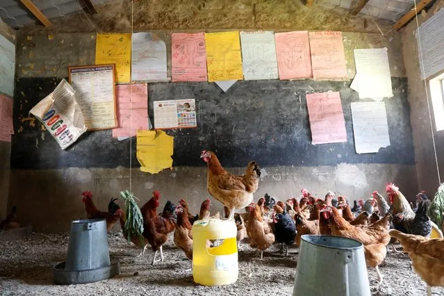 Chickens are seen in a classroom converted into a poultry house because of COVID-19 in the town of Wang'uru, Kenya, August 28, 2020. (Photo by Baz Ratner/Reuters)