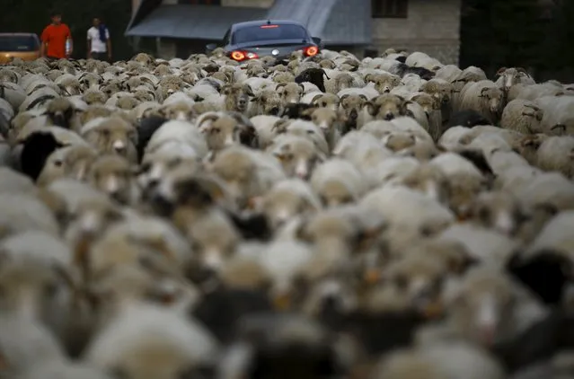 A car is trapped among sheep on their way home during autumn redyk in Gron village, Tatra Mountains region of southern Poland, October 6, 2015. (Photo by Kacper Pempel/Reuters)
