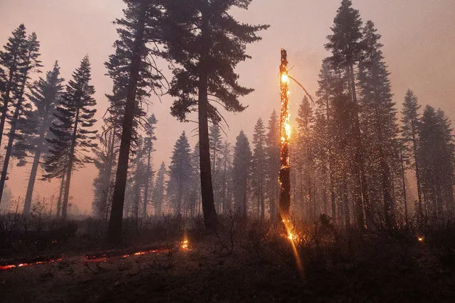 A tree casts embers as the North Complex Fire burns in Plumas National Forest, Calif., on Monday, September 14, 2020. (Photo by Noah Berger/AP Photo)