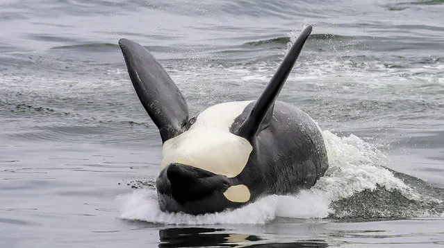A photographer captured the exact moment an orca whale landed on its back as if laying on top of the water, after performing a backflip in Monterey, California in the first decade of January 2023. (Photo by Eric Austin Yee/Solent News)