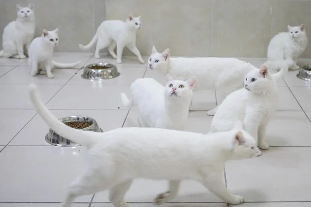 Turkish Van cats eat in their dining room at the Van Cat Research Center on February 8, 2018 in Van, Turkey.  The famous Turkish Van Cat is one of the oldest domestic cats known, having lived in the Lake Van region of Eastern Turkey for centuries. The Turkish Van Cat has a distinct look with an all white coat sometimes just with a spot of color. The breed has three eye colors, blue, yellow and green, which are sometimes mismatched. The Van Cat research center was founded in 1992 with the objective of protecting the breed from gradual extinction. The facility provides health care and studies the breeds genetics. (Photo by Chris McGrath/Getty Images)