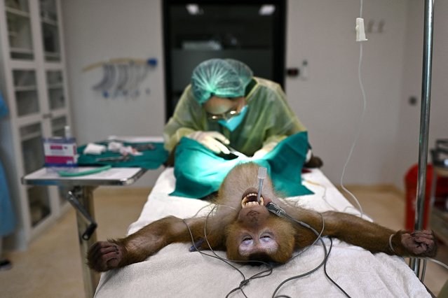 This photograph taken on July 9, 2025 shows “Yong”, a six-year-old pigtailed macaque rescued from a life harvesting coconuts, getting a vasectomy surgery at the Wildlife Friends Foundation Thailand (WFFT) hospital in Phetchaburi province. Dozens of animals are being treated each month at the Wildlife Friends Foundation Thailand (WFFT) facility – Thailand's only NGO-run wildlife hospital – in Petchaburi, southwest of Bangkok. (Photo by Manan Vatsyayana/AFP Photo)