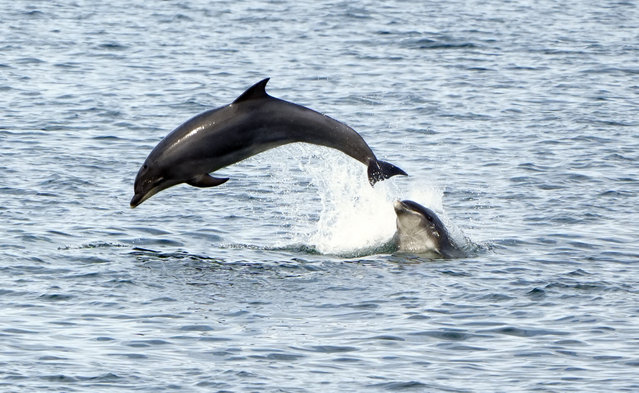 Dolphins in the North Sea near Whitley Bay, north Tyneside on Monday, August 11, 2025. Temperatures will soar above 30°C in parts of the UK in the coming days, with another heatwave possible in some areas. (Photo by Owen Humphreys/PA Images via Getty Images)