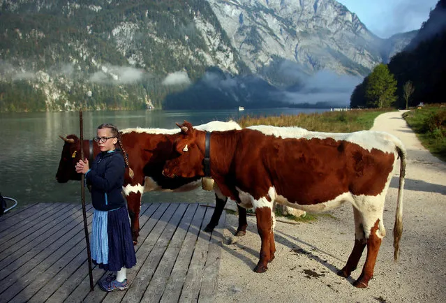 Bavarian farmers load their cows on a boat before they drive over the picturesque Lake Koenigssee, Germany October 1, 2016. (Photo by Michael Dalder/Reuters)