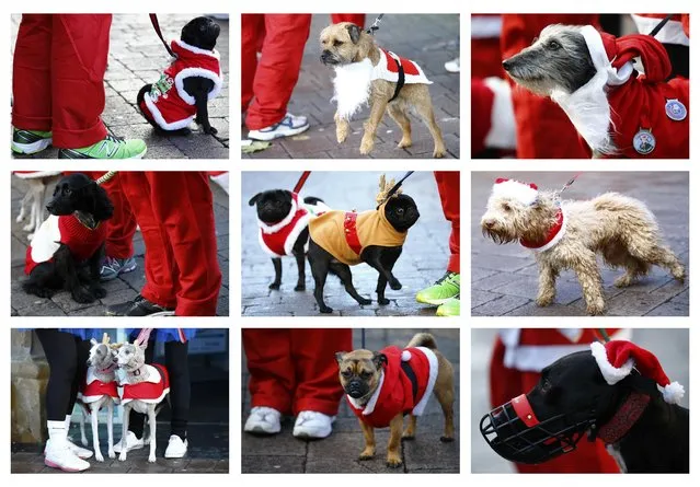 A combination photograph shows dogs waiting to run with their owners in an annual charity Santa fun run in Loughborough, central England December 7, 2014. (Photo by Darren Staples/Reuters)