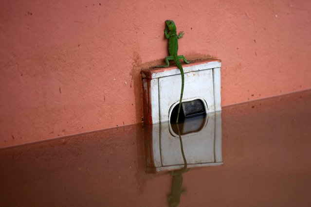 A chameleon tries to stay out of the water during floods caused by heavy rain in Imperatriz, Maranhao state, Brazil on January 6, 2022. (Photo by Ueslei Marcelino/Reuters)