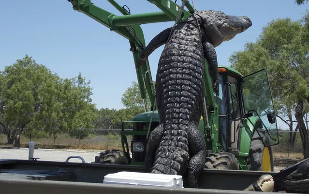 Braxton Bielski, from the Houston area in Texas, will spend his final high school days basking in the glory of his record-setting, 14-foot-3-inch, 800-pound alligator. The 18-year-old hooked what is now the heaviest gator ever bagged in Texas – on a line with raw chicken as bait – and then shot it, on May 16, 2013. Texas Parks and Wildlife Department (TPWD) officials certified the teen as the official state record holder last week, according to Fox News. (Photo by Reuters/Texas Parks and Wildlife Department)